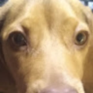 Meet your Posher, Phil